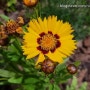 금계국과 큰금계국 차이 비교, 코스모스 비슷한 노란색 꽃, 꽃말, 금계국 이름 유래, 기생초, 노랑코스모스