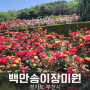백만송이장미원 부천장미축제 꽃구경 후기 (5월 23일)