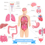사람 장기 위치 신체 역할 10가지
