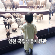 인천 국립생물자원관 생생채움 서구 청라 아이와 실내 갈만한곳 18개월 아기랑
