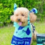 강아지배변봉투 생분해 친환경 허글 펫티켓 똥츄와 봉투 세트