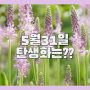 5월31일 탄생화 종류와 꽃말 한방에 정리!!