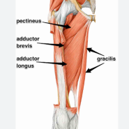 [망포역필라테스/영통필라테스/영통요가/망포동요가원] Adductor Longus, Brevis (내전근)