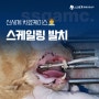 고양이 치아관리 방법 참고! 발치 수술 전문 신세계동물의료센터
