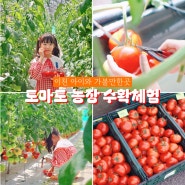 경기도 이천 토마토 농장 체험 아이와 가볼만한곳