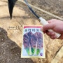 텃밭가꾸기 적치마상추 씨앗뿌리기 상추 순 솎아주기 상추 순 비빔국수 청룡산 텃밭