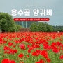 원주 가볼만한곳 용수골 꽃양귀비 축제 입장료