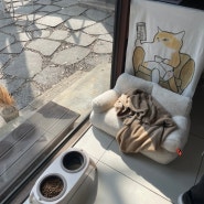 [경기 광주]고양이가 있는 신현동 한옥카페 ‘니어앤디어’ 수제쿠키 맛집