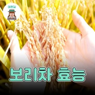 보리차 효능 10가지 물 대신 마셔도 될까