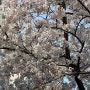 4월 초, 집 근처에서 만개한 벚꽃을 구경했습니다.