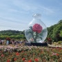 울산대공원 장미원 장미축제 세계 각국 300만송이 장미 만나다
