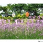 장성 황룡강 길동무 꽃길 축제
