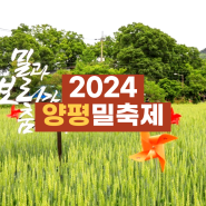 2024 양평 밀축제 기본정보 경기도 지평역 양평밀경관단지 6월 축제