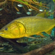 남아메리카 물고기종류 황금빛 열대어 금빛 대형어 골든 도라도