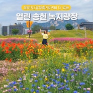 서울 안국역 놀거리 열린 송현 녹지광장 유채꽃 데이지 양귀비