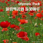 올림픽공원 꽃구경 가볼만한곳 들꽃마루 양귀비 유채꽃 개화 상황 위치