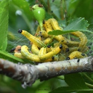 무지개납작잎벌 Neurotoma iridescens (유충)