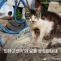 [#고보협지원길냥이] '엄마고양이'의 삶을 응원합니다.
