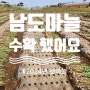 남도 마늘 수확했어요 마늘, 양파, 감자, 쪽파종구, 단호박 줄줄이 수확의 계절입니다