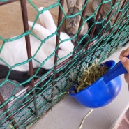 거제 숲소리공원 - 내돈내산 토끼와 양 먹이주기 체험