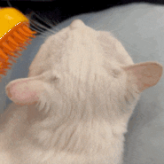 고양이 스팀브러쉬 알리익스프레스 내돈내산 비추에 가까운 후기