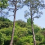 [남산둘레길 건강걷기] 서울 도심 숲속 힐링여행, 봄날에 남산을 걸어볼까요?