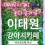 이태원 강아지카페 아이조아펫파크 (주차가능카페)[용산]