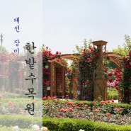 대전 장미 한밭수목원 꽃축제 장미원 개화상황