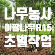의성 나무농사 1,200평 이팝나무 R15 초벌 작업상차