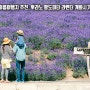 홋카이도 여름여행지 추천 후라노 팜도미타 라벤더 개회시기 및 가는법