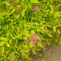황금조팝나무 키우기 삼색조팝나무 노지월동 여름 꽃