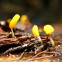 황금등불버섯 - Mitrula aurea