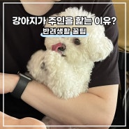 강아지가 주인을 핥는이유? 5가지 정리