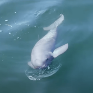 상괭이 죽는 원인 돌고래 구별법 특징