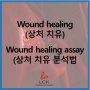 [Applications] Wound healing(상처 치유) & Wound healing assay (상처 치유 분석법)
