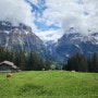 '24년 해외 한달 살기 : 스위스 그린덴발트Grindelwald 피르스트First 트레킹