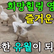 즐거운 오월 - 박진선 솔바람 희망힐링영상시