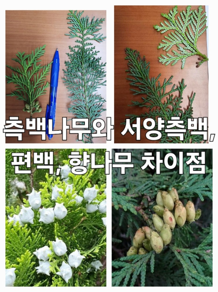 측백나무와 서양측백 그리고 향나무, 노간주나무, 편백, 화백의 특징과 차이 : 네이버 블로그