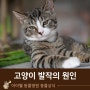 고양이의 갑작스러운 발작의 원인과 치료방법은?