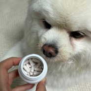 강아지 기관지 영양제 본아페티로 노견 기침 관리하기