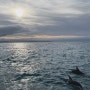 뉴질랜드 남섬 신혼여행 -카이코우라 돌핀스윔 예약하기 준비물 enconuter dolphin 돌고래 수영