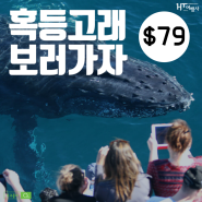[골드 코스트] 2024년 웨일 왓칭 투어 - 혹등 고래 투어