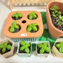 오늘의 가든 식물일기 2 :: 바질 수경재배 및 씨앗발아, 바질 키우기, 성장기록, 바질일기, 바질요리