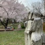 지난 4월 향린동산에서의 벚꽃놀이