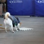 반려동물훈련사자격증 강아지훈련자격증! 정보 알아보기