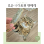 조공 바다트릿 양미리 원물그대로 고양이 동결건조 간식 급여후기