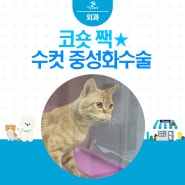 고양이 짹*이가 수컷 중성화수술을 위해 내원하였습니다. / 고양이수컷중성화 / 양산가온동물병원 / 양산동물병원