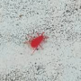빨간색 작은 벌레 위험성 정체 물리면 퇴치법 집 화분 빨간 점 같은 엄청 작고 빨갛고 조그만 붉은색 진드기 진딧물 다카라다니 강아지 고양이