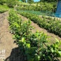 금산농원 새롭게 만든 사과대목 모수포장