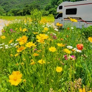 촌노의정원은 캠핑카도 꽃밭에서 논다.